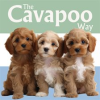 The_Cavapoo_Way