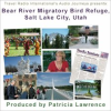 Bear_River_Migratory_Bird_Refuge__Salt_Lake_City__Utah