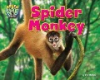Spider_monkey