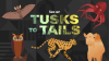 Tusks_to_Tails