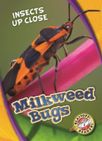 Milkweed_Bugs