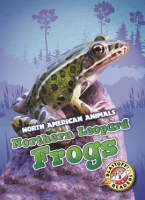 Northern_Leopard_Frogs