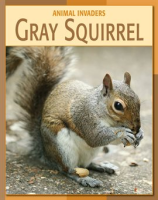 Gray_Squirrel