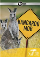 Kangaroo_mob