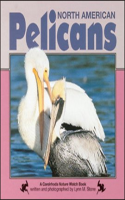 North_American_Pelicans