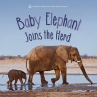 Baby_elephant_joins_the_herd