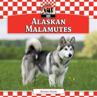 Alaskan_Malamutes