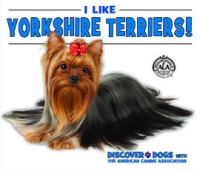 I_Like_Yorkshire_Terriers_