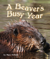 The_beavers__busy_year