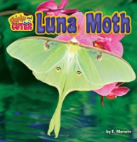 Luna_moth